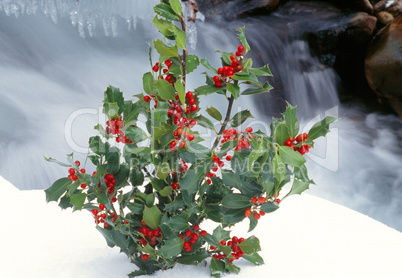 Holly Bush in Snow