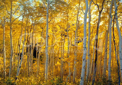 Aspen Forest in Autumn Colors