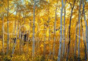 Aspen Forest in Autumn Colors