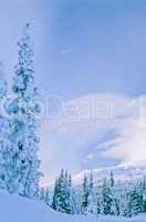 Winter snow scene 1