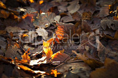 Herbstfarben - Blätter