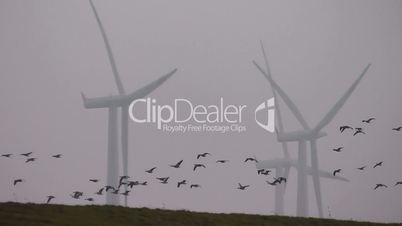 Windkraftanlage und Vögel