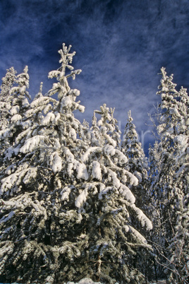 Snow covered trees 5
