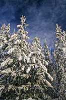 Snow covered trees 5