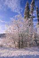 Snow covered trees 7