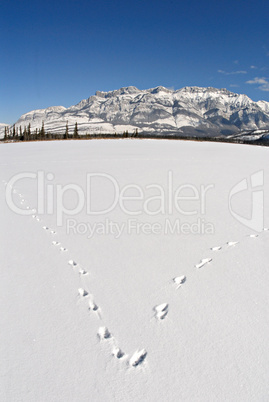 Animal tracks in he snow