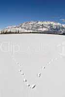 Animal tracks in he snow