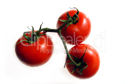 Tomatoes on the vine 1