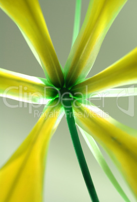 abstract flower