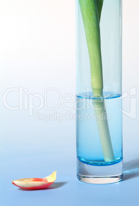 tulip in vase