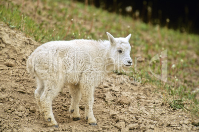 A baby goat