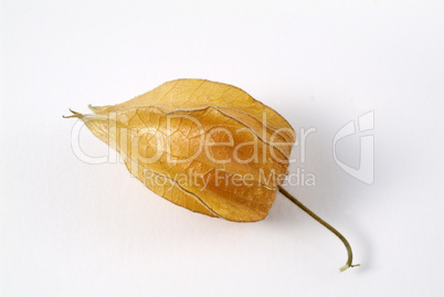 Golden Berry, Phisalis Peruviana