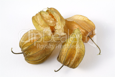 Golden Berry, Phisalis Peruviana