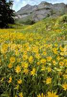 Wasatch Mountain Wildflowers