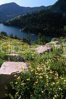 Wasatch Mountain Wildflowers