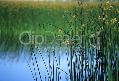 Reeds and Marsh Plants