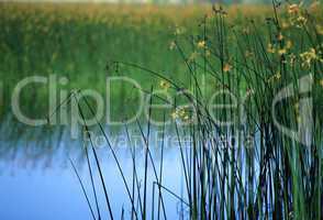 Reeds and Marsh Plants