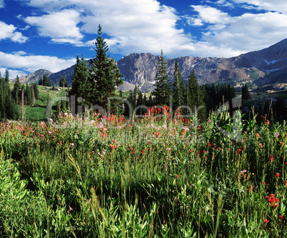 Albion Basin, Wasatch Mountains, UT