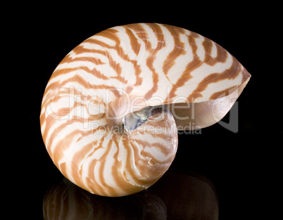 Nautilus pompilius