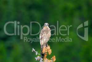 Red tailed hawk 12