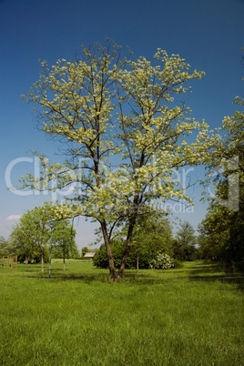 tree in bloom