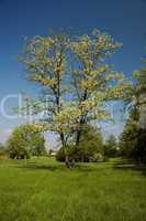 tree in bloom