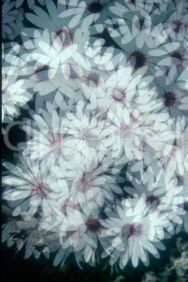 white daisy pattern