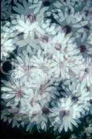 white daisy pattern