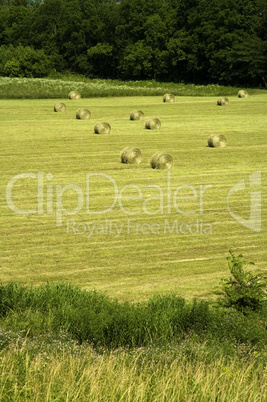 Summer Landscape, East Tennessee