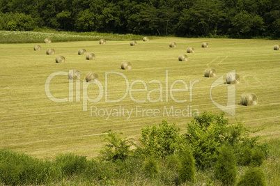 Hay in Field, East Tennessee