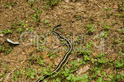 Garter Snake, East Tennessee