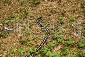 Garter Snake, East Tennessee