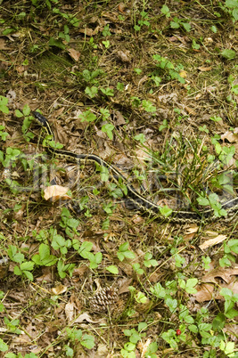 Garter Snake, East Tennessee