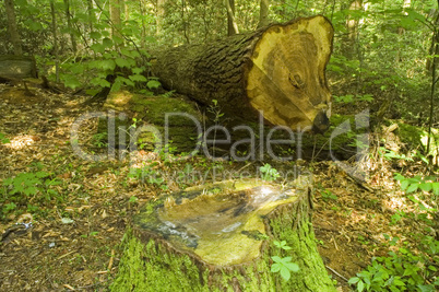 Cut Tree, Great Smoky Mtns