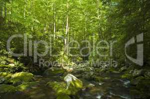 Spring Foliage, Great Smoky Mtns