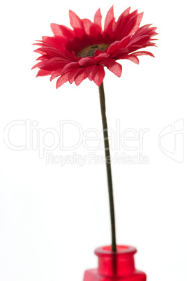 red gerbera in red vase