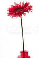 red gerbera in red vase