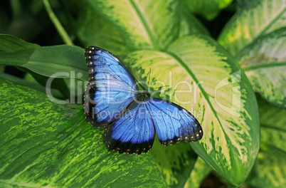 Blue butterfly on leaf