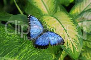 Blue butterfly on leaf