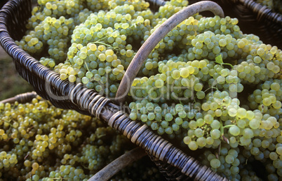 Chardonnay grapes in baskets