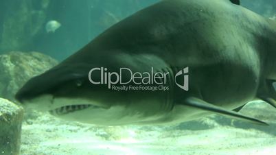 Shark in underwater wild life