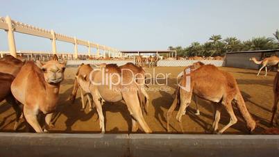 Camel farm in bahrain