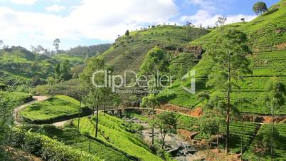 Sri Lanka tea garden mountains