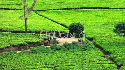 Sri Lanka tea garden mountains