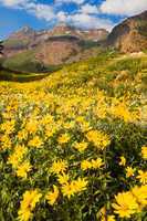 Wildflowers in an Alpine Meadow