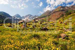 Wildflowers in an Alpine Meadow