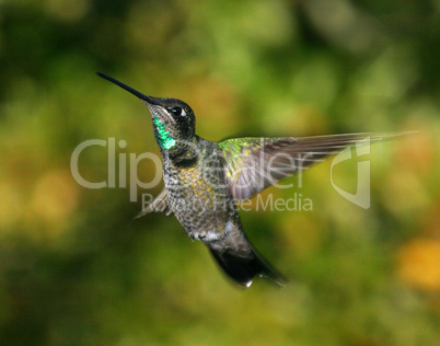 Magnificent hummingbird