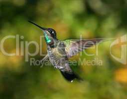 Magnificent hummingbird