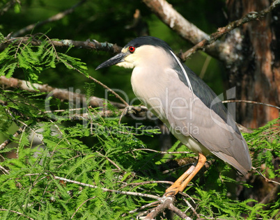 Black-crowned Night Heron