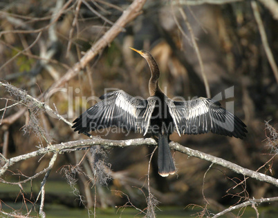 Anhinga